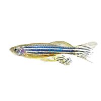 Longfin Zebra Danio 4cm