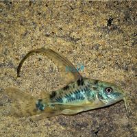 Longfin Peppered Corydoras 3.5cm