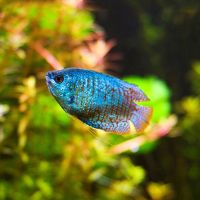 Male Dwarf Neon Gourami 5cm