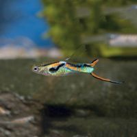 Assorted Male Endlers Guppy 2cm