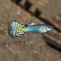 Male Green Cobra Guppy 3.5cm