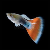 Male Red Tuxedo Neon Blue Guppy 3.5cm