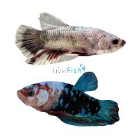 Male Betta Select Plakat Monster 4cm