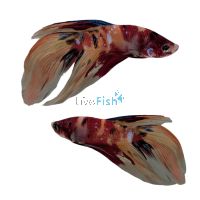 Male Betta Veiltail Nemo Koi 6cm
