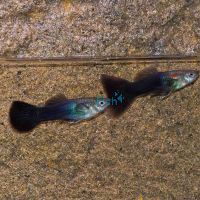 Male Black Guppy 3.5cm