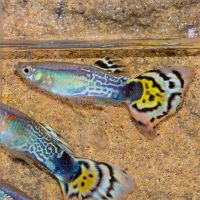 Male Cobra Leopard Tail Guppy 3.5cm