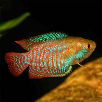 Male Dwarf Gourami 5cm