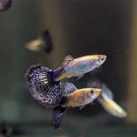Male Galaxy Guppy 3.5cm