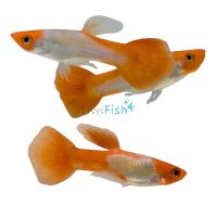 Male Golden Koi Guppy 3.5cm