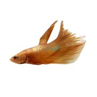 Male Halfmoon Betta Super Gold 5cm