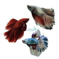 Male Halfmoon Blue Betta 5cm