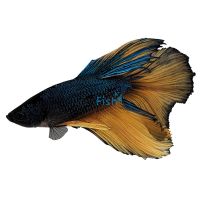 Male Mustard Gas Halfmoon Betta 6cm