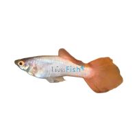 Male Pink Rose Guppy 3.5cm
