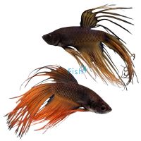 Male Betta Crowtail Mustard Gas 5cm