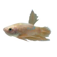 Male Shortfin Dragon Gold Betta 4cm