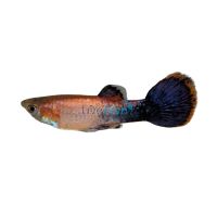 Male Tuxedo Pink Guppy 3.5cm