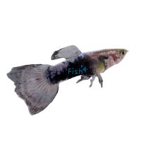 Male Tuxedo White Guppy 3.5cm