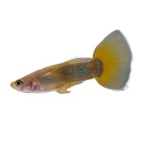 Male Tuxedo Yellow Guppy 3.5cm