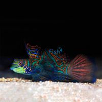 Mandarin Fish - Medium 