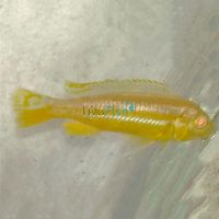 Albino Auratus 5cm