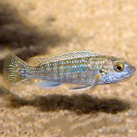 Pearl of Likoma 4cm