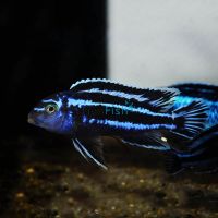 Melanochromis Maingano 4cm