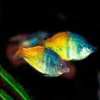 Boesemani Rainbow 3.5cm