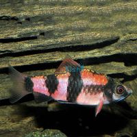 Melon Barb 4cm