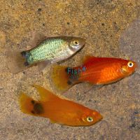 Assorted Mickey Mouse Platy 4cm