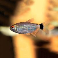 Red Eye Tetra - Lamp Eye 3cm