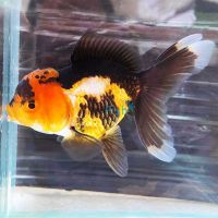 Multi Colour Oranda 9cm
