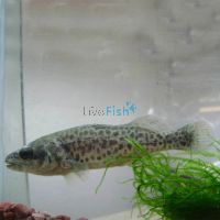 Murray Cod 7cm