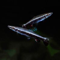 Rockettail Pencilfish Wild 3cm