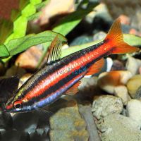 Red Dwarf Pencilfish 3cm