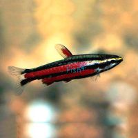 Purple Pencilfish 3cm