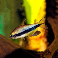 Emperor Tetra 3cm