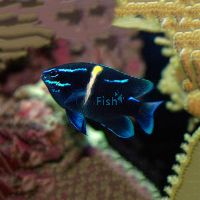 Javanese Blue Streak Damselfish - Medium