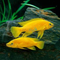 Lemon Cichlid 5cm