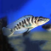 Altolamprologus Fasciatus 5cm