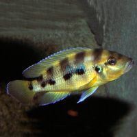 Neolamprologus Six Bar Gold 4.5cm