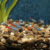 Neon Tetra 2cm 