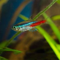 Neon Tetra 3cm