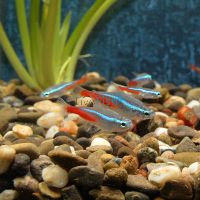 Neon Tetra 2.5cm