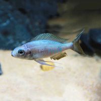 Ophthalmotilapia Ventralis 5cm