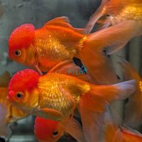 Oranda Red 12cm