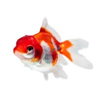 Red & White Oranda 9cm