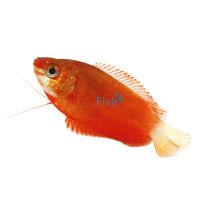 Orange Flame (Red Honey) Gourami 4cm