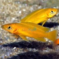 Orange Lemon Cichlid 6cm