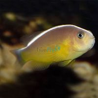 Orange Skunk Clownfish - Medium