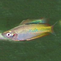 Duboulay's Rainbow Yellow - Oyster Creek 7cm